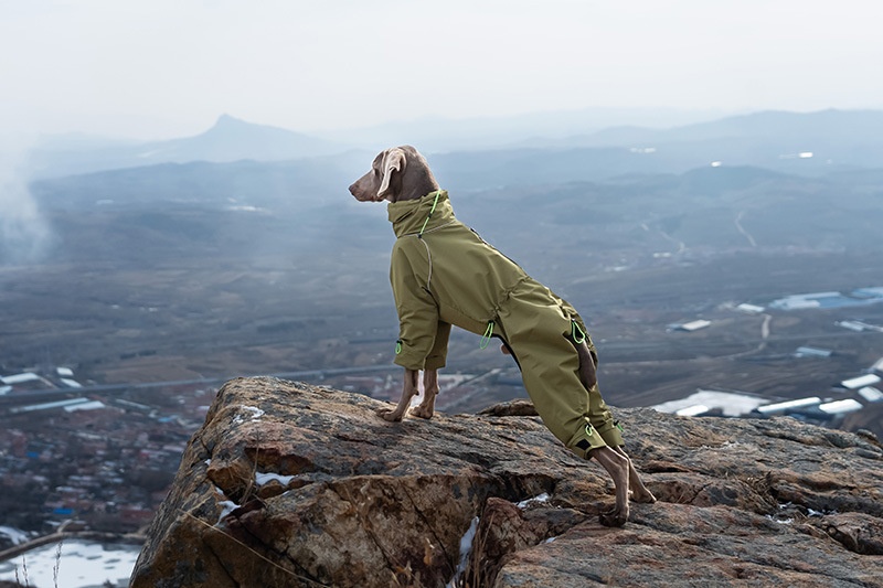 Large Dog Four-leg Shell Jacket Windproof Turtleneck Outdoor Keep Warm