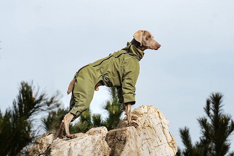 Large Dog Four-leg Shell Jacket Windproof Turtleneck Outdoor Keep Warm
