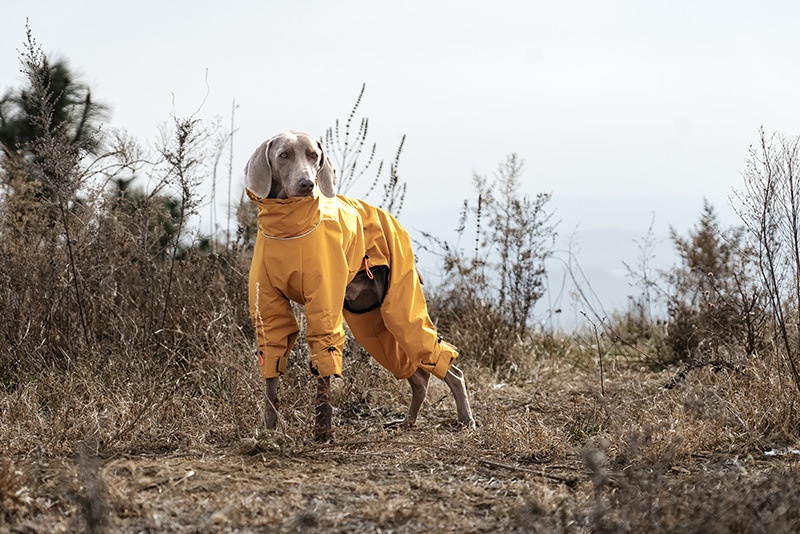 Large Dog Four-leg Shell Jacket Windproof Turtleneck Outdoor Keep Warm