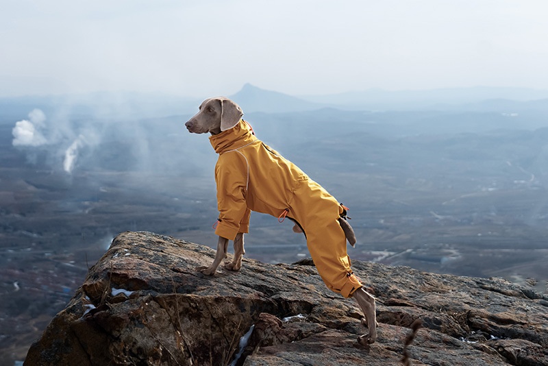 Large Dog Four-leg Shell Jacket Windproof Turtleneck Outdoor Keep Warm
