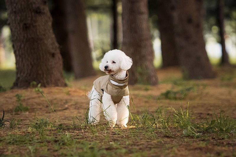 Dog Outdoor Windproof Rain Raincoat Puppy Reflective Pet Poncho