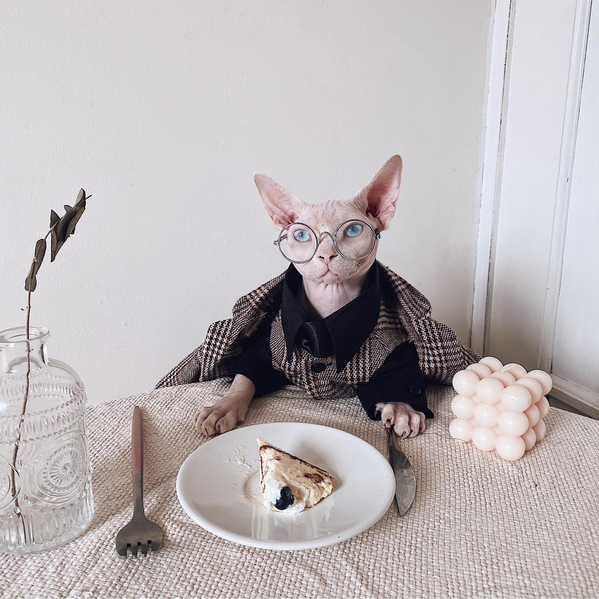 Sphynx Cat Dress Shirt Tie Vest Blazer Set For Hairless Cats