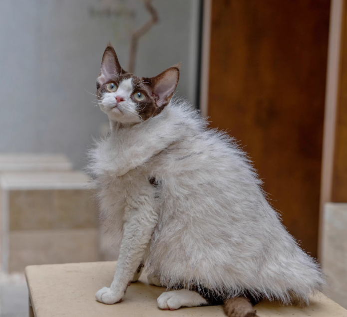 Faux Fox Fur Leather Shorthair Cat Hairless Clothing