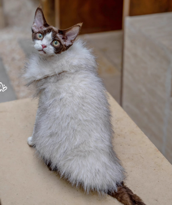 Faux Fox Fur Leather Shorthair Cat Hairless Clothing