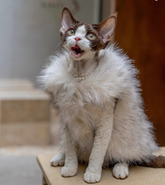 Faux Fox Fur Leather Shorthair Cat Hairless Clothing