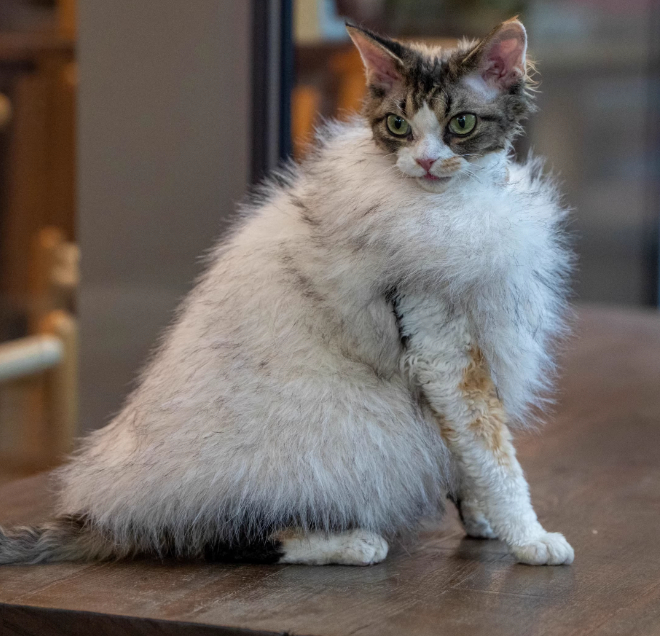 Faux Fox Fur Leather Shorthair Cat Hairless Clothing