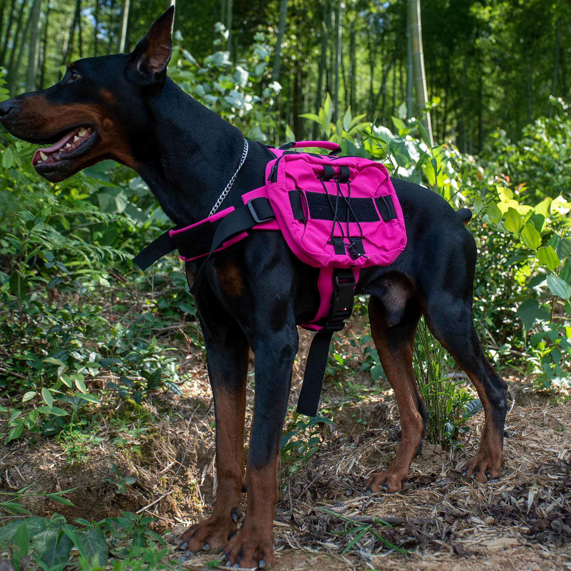 Multi-functional Pet Backpack With Straps