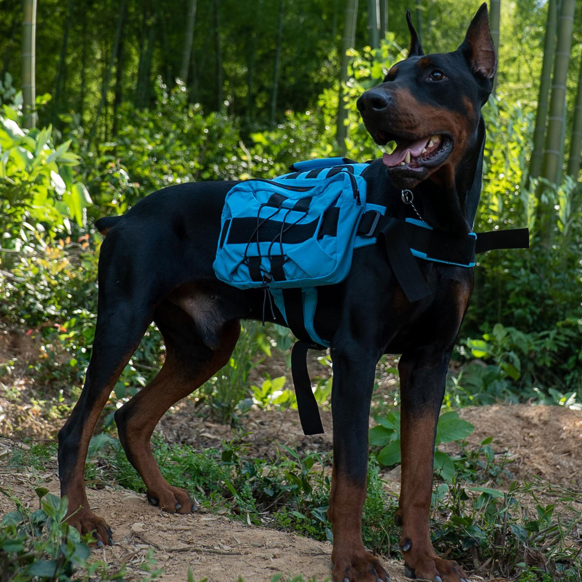 Multi-functional Pet Backpack With Straps