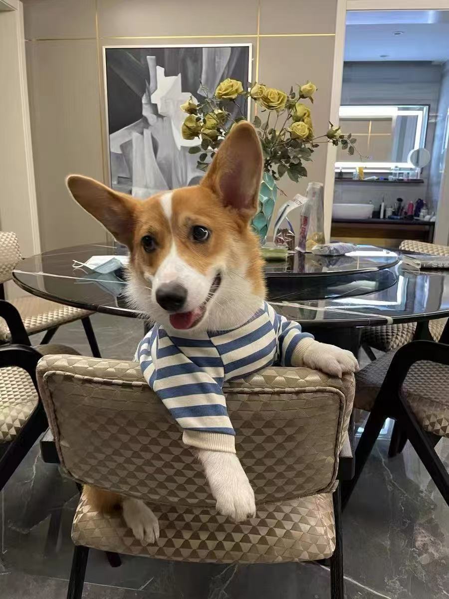 Clothes For Medium To Large Dogs Corgis And Shih Tzus