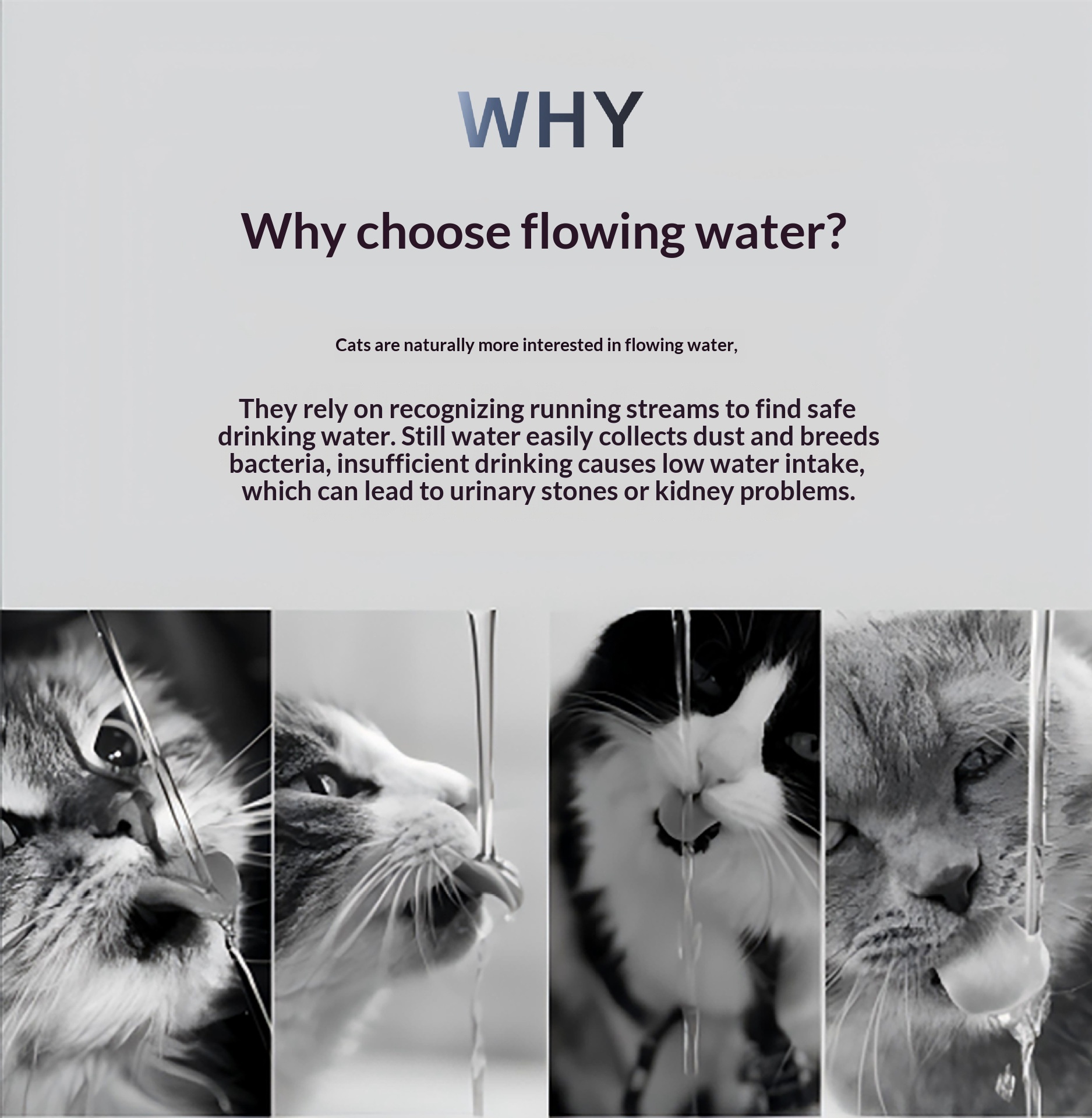 Stainless Steel Pet Water Dispenser